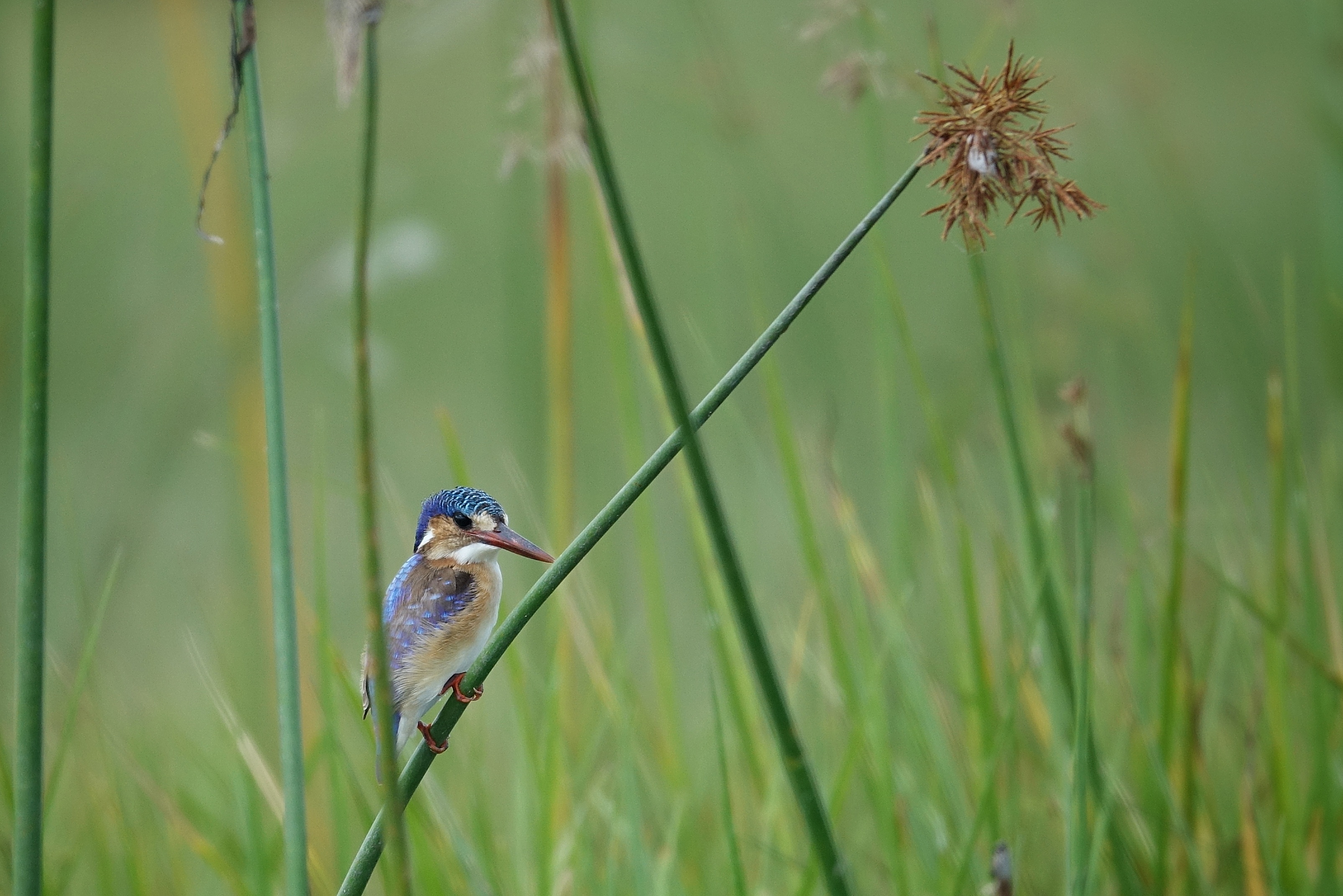 Petit oiseau dans les roseaux